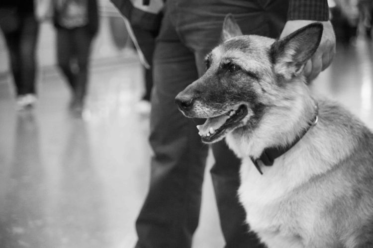 19. Luna, perro guía protagonista del cortometraje Idiotas